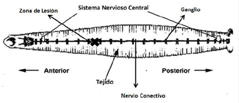 Diagrama de una sanguijuela y de su SNC, el cual está compuesto de 21 ganglios intermedios y ganglios fusionados en la cabeza y en la cola del animal. La lesión se hace por obturación con pinzas de microdisección sobre el nervio conectivo entre los ganglios segmentales 7 y 8.