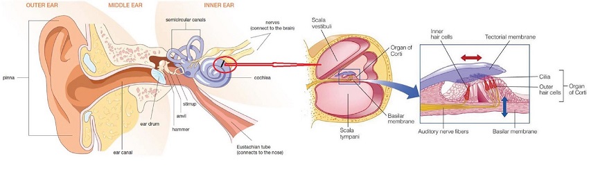 The structure of the cochlea.