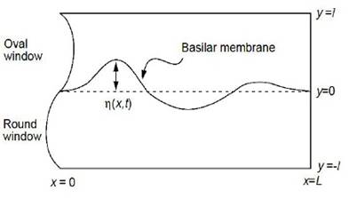 Shematic diagram of the cochlea, adapted from the model of Lesser and Berkley (1972)