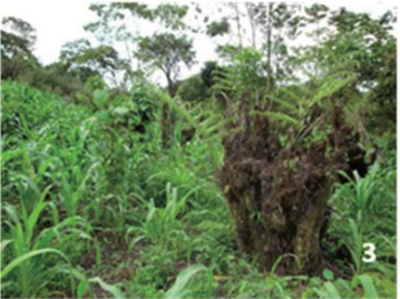 3. Ma&iacute;z y toc&oacute;n de helecho arborescente