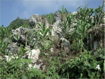 4. Ma&iacute;z entre rocas