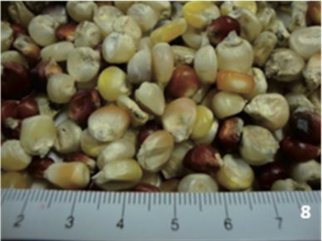 8. Semilla de ma&iacute;z criollo  tepezintle