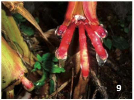 9. Muc&iacute;lago excretado por la ra&iacute;z del ma&iacute;z.