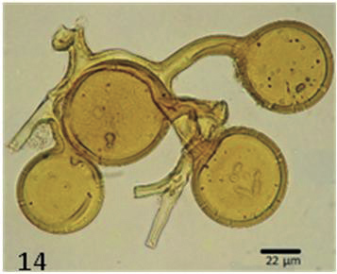 14. Glomus microcarpum