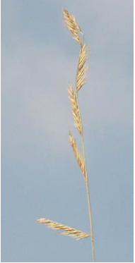 Fig. 4. Bouteloua trifida