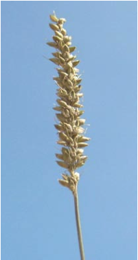 Fig. 5.Setaria texana