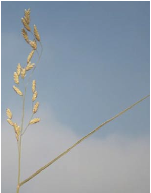 Fig. 6. Tridens texanus. 