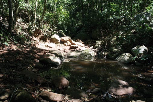 Fig. 5. Vista de la parte alta del bosque alto natural primario del cerro Acat&iacute;-2.