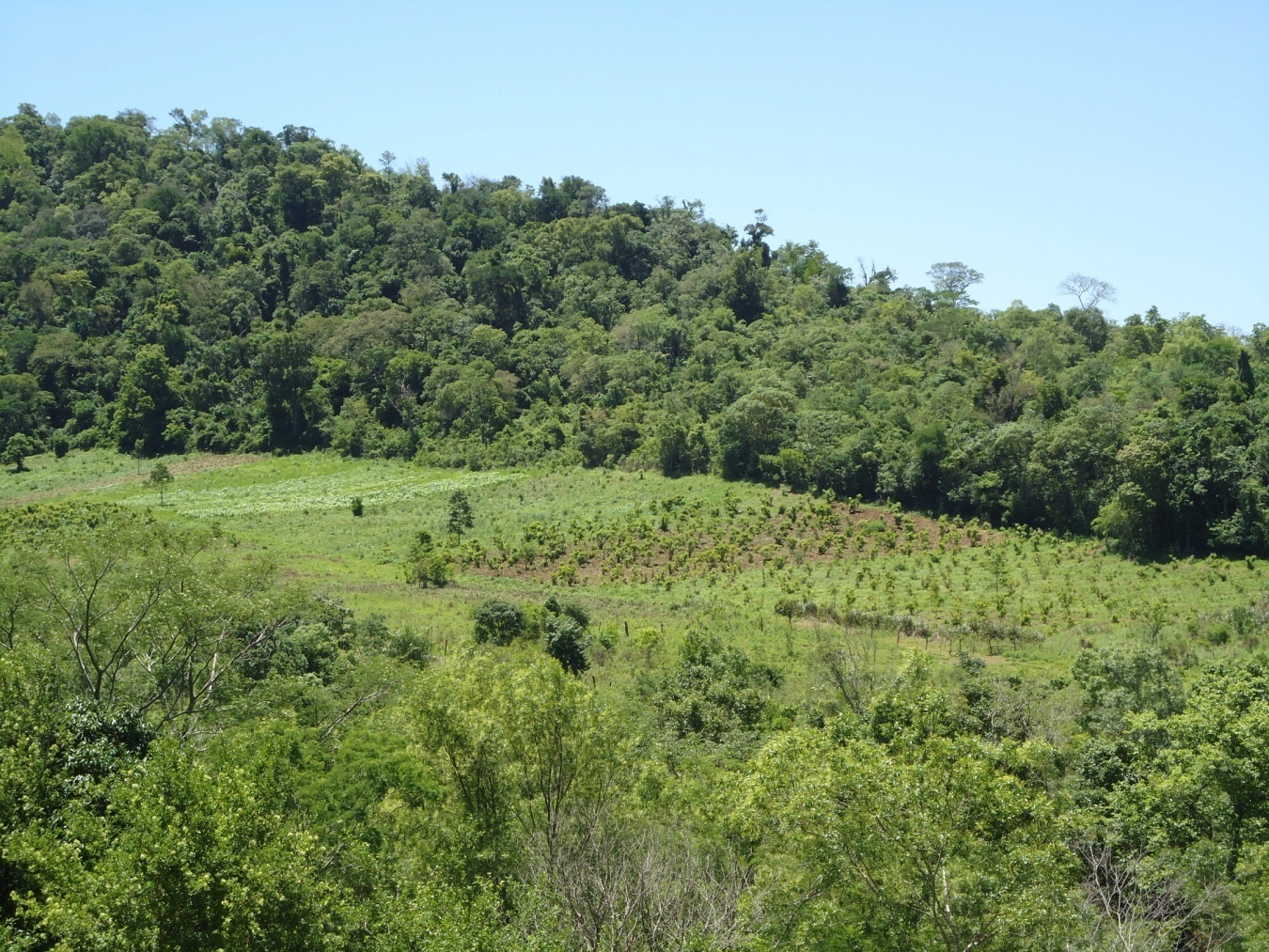 Fig. 6. Bosque marginal, el curso bordea la ladera del cerro Acat&iacute;-2. 