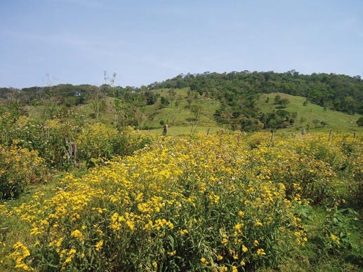 Fig. 7. Los cultivos se encuentran en sitios abiertos, entre el bosque primario 
			y el bosque de galer&iacute;a. 