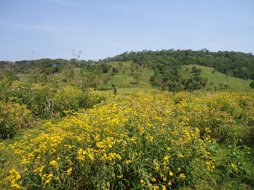 Fig. 8. Sitios modificados, con &ldquo;agosto poty&rdquo;, Senecio grisebachi.