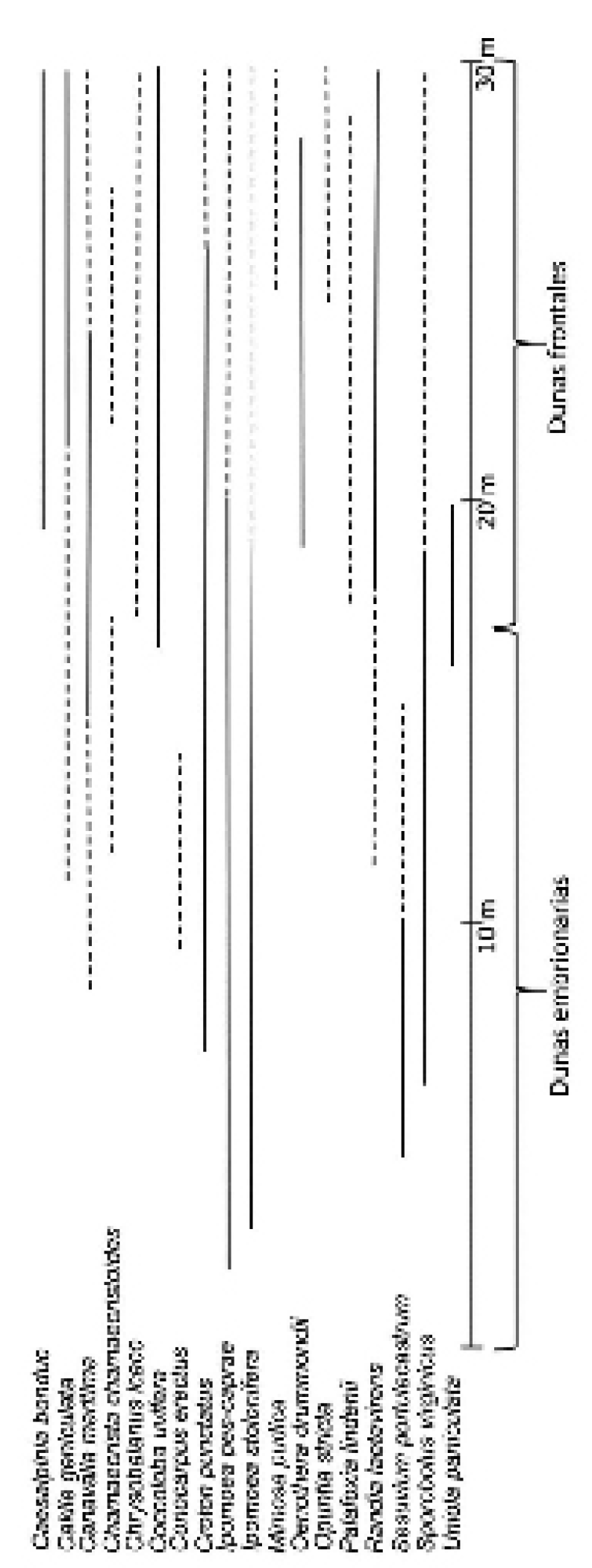 Fig. 5. Distribuci&oacute;n de las especies exclusivas en las dunas del litoral de Tuxpan. 
			La l&iacute;nea continua se&ntilde;ala una mayor cobertura mientras que la l&iacute;nea punteada indica una disminuci&oacute;n en la misma.