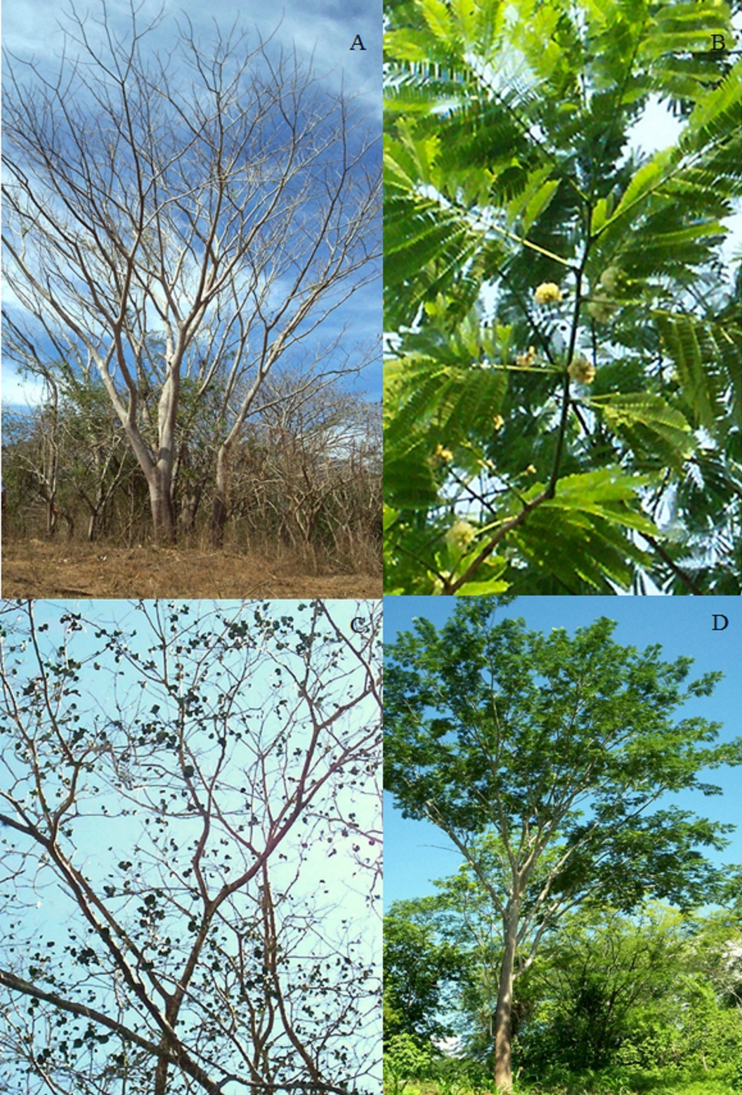 Fig. 1. Eventos fenológicos de Enterolobium cyclocarpum. A. árbol sin hojas. 
			B. floración. C. fructificación. D. árbol con hojas.