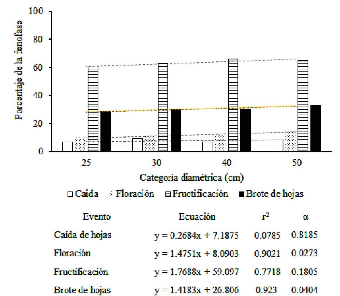 Fig. 3. Eventos fenológicos y su relación con las categorías 
			diamétricas de Enterolobium cyclocarpum.