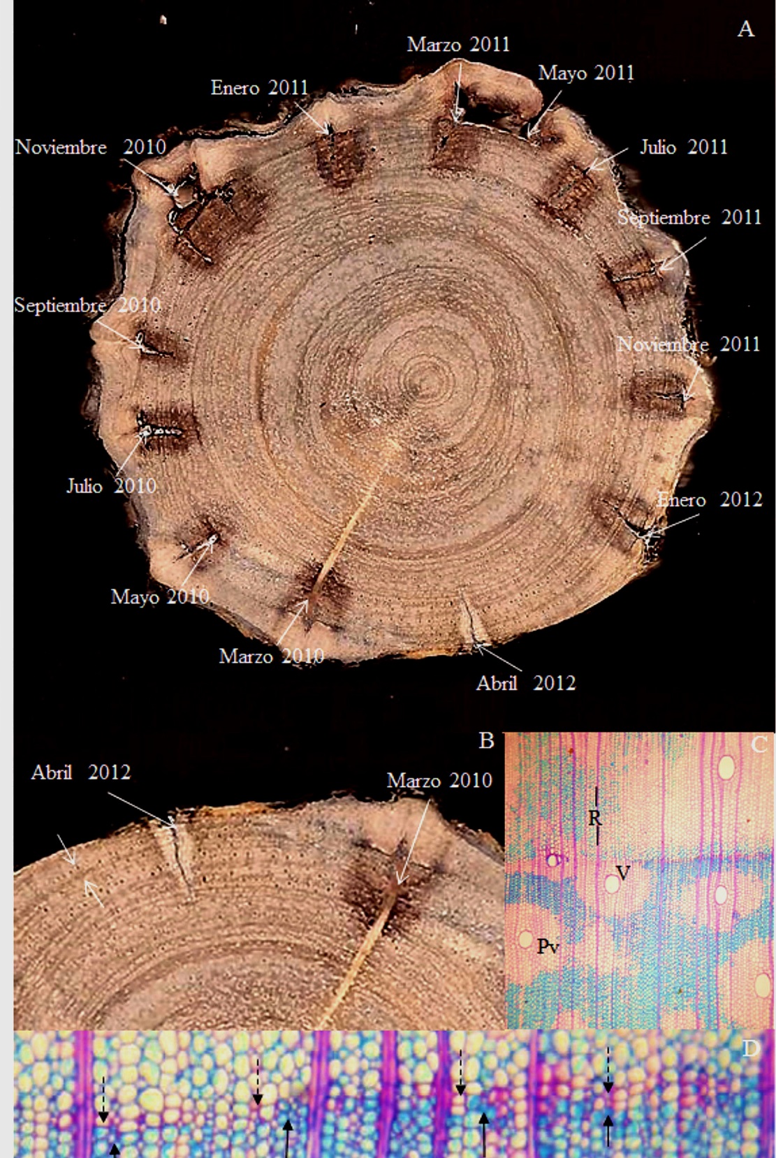 Fig. 7. Periodicidad del crecimiento de Enterolobium cyclocarpum. A. heridas bimestrales en rodaja de 10 cm. B. heridas inicial y final. Anillo correspondiente al año 2011 (flechas). C. corte microscópico de la madera (5x). D. delimitación de anillos por fibras (flechas continuas) y parénquima (flechas discontinuas) (20x). Pv: parénquima vasicéntrico, 
			V: vaso, R: radio (5x).