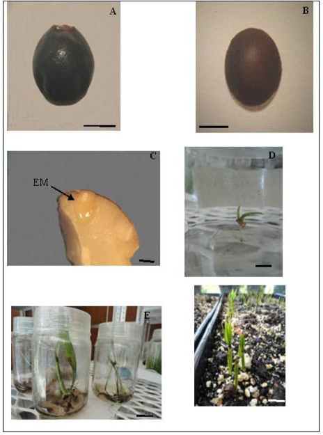 Fig. 1. Proceso de germinaci&oacute;n. a) Fruto completo (barra = 5 mm); b) semilla desprovista de epicarpio; c) embri&oacute;n cig&oacute;tico (EM) (barra = 1mm); d) germinaci&oacute;n in vitro (barra =1 cm); e) pl&aacute;ntulas despu&eacute;s de dos meses de cultivo in vitro (barra = 1cm); f) germinaci&oacute;n en vivero (barra =1cm).