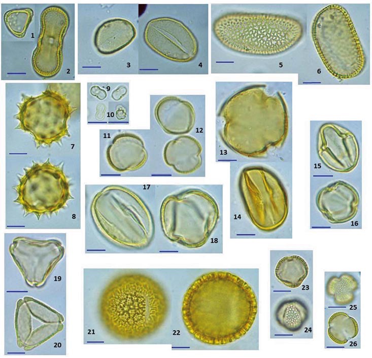Fig. 3. Tipos pol&iacute;nicos dominantes y algunos secundarios identificados en las mieles del Valle de Mexicali. Apiaceae: 1-2. Coriandrum sativum, Arecaceae: 3-4. Phoenix dactylifera, Arecaceae: 5-6. Washingtonia filifera, Asteraceae: 7-8. Pluchea sericea, Boraginaceae: 9-10. Cryptantha micrantha, Brassicaceae: 11-12. Sysimbrium irio, Fabaceae: 13-14. Medicago sativa, Fabaceae: 15-16. Melilotus indica, Fabaceae: 17-18. Prosopis glandulosa, 
			Myrtaceae: 19-20. Callistemon viminalis, Nyctaginaceae: 21-22. Abronia villosa, 
			Salicaceae: 23-24. Salix  gooddingi, Tamaricaceae: 25-26. Tamarix aphylla. 
			La barra en cada foto representa una longitud de 10 micras.
