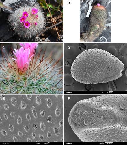 Mammillaria rzedowskiana. A. Planta en flor. B. Tallo cilíndrico. C. Detalle de flor y espinas. D. Vista lateral de la semilla al microscopio electrónico de barrido mostrando la testa foveolada y el hilo oblicuo. E. Acercamiento con el microscopio electrónico de barrido a los foveolos elípticos de la testa. F. Vista del hilo obovado al microscopio electrónico de barrido. Fotografías A y C de Sergio Zamudio, B de Ulises Guzmán y D, E y F de Silvia Espinosa Matías.