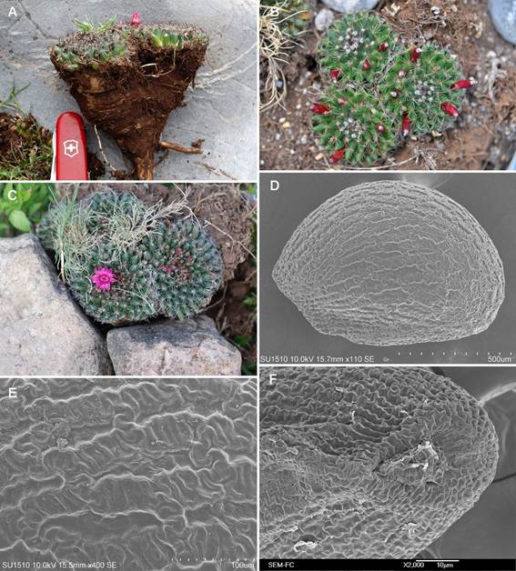 Mammillaria occulta. A. planta mostrando el tallo geófilo. B. Planta cespitosa con frutos. C. Planta con flor. D. Vista lateral de la semilla al microscopio electrónico de barrido mostrando la testa foveolada estriada. E. Acercamiento al microscopio electrónico de barrido de los foveolos irregularmente alargados. F. Vista al microscopio electrónico de barrido del hilo obovado conjunto con el micrópilo. Fotografías A, B y C de Sergio Zamudio; D y E de Berenit Mendoza Garfias; F de Silvia Espinosa Matías