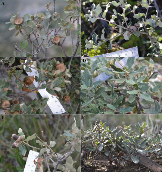 Aspecto general de las especies en campo. (A) Q. cordifolia, (B) Q. deliquescens, (C) Q. intricata, (D) Q. microphylla, (E) Q. mohriana y (F) Q. striatuls.