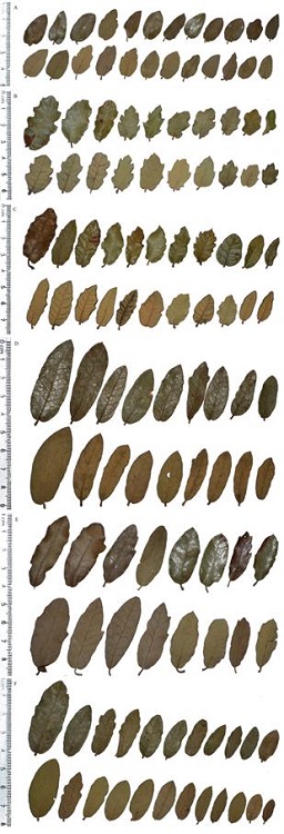 Variaci&oacute;n en las hojas. A.Quercus cordifolia, B.Q. deliquescens, C.Q. intricata, D.Q. microphylla, E.Q. mohriana, F.Q. striatula.