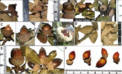 Aspecto de los frutos.