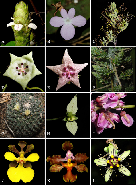 Ejemplo de algunos taxones endémicos de la Península de Yucatán. A. Justicia lundelli Leonard. B. Stenandrium subcordatum Standl. (Acanthaceae). C. Manfreda paniculata L. Hern., R.A. Orellana y Carnevali (Asparagaceae). D. Dyctianthus aeneus Woodson. E. Dyctianthus yucatanensis Standl. (Apocynaceae). F. Hohenbergia mesoamericana I. Ramírez, Carnevali y Cetzal (Bromeliaceae). G. Mammillaria gaumeri (Britton y Rose) Orcutt (Cactaceae). H. Dalechampia schottii Greenm. var. schottii (Euphorbiaceae). I. Lonchocarpus castilloi Standl. (Fabaceae). J. Cohniella yucatanensis Cetzal y Carnevali. K. Lophiaristapiae Balam y Carnevali (Orchidaceae). L. Passiflora itzensis (J.M. MacDougal) Porter-Utley (Passifloraceae). (Fotos: A, C D. Germán Carnevali. B, E, G, H, J, K. William Cetzal-Ix. F. Ivón Ramírez Morillo. I. Rodrigo Duno).