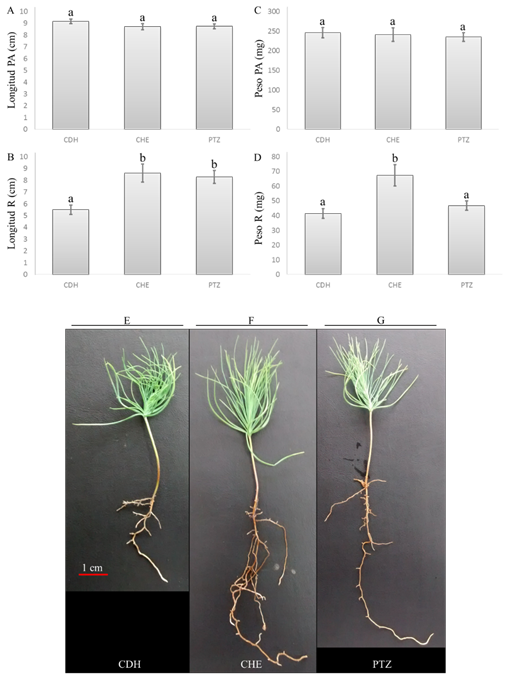 Crecimiento de P. devoniana L. en suelo de diferente localidad, se muestra la longitud de la parte a&eacute;rea y de la ra&iacute;z (A y B), as&iacute; como peso fresco de la parte a&eacute;rea y de ra&iacute;z (C y D). Arquitectura de la parte a&eacute;rea y ra&iacute;z a los 45 d&iacute;as de edad de las pl&aacute;ntulas creciendo en suelo de Ciudad Hidalgo (E), Cher&aacute;n (F) y P&aacute;tzcuaro (G). Los datos fueron analizados mediante ANDEVA, seguido de una prueba de Duncan (P < 0,05), las barras calificadas con la misma letra muestran no tener diferencias estad&iacute;sticas.
