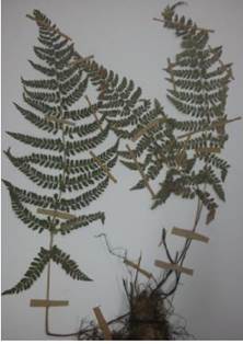 Ejemplar herborizado de Polystichum fournieri A. R. Sm., recolectado en San Rafael, municipio de Tlalmanalco, estado de M&eacute;xico, 2500 m.s.n.m., 16 de agosto 2006 y del cual se tomaron las muestras de esporas.
