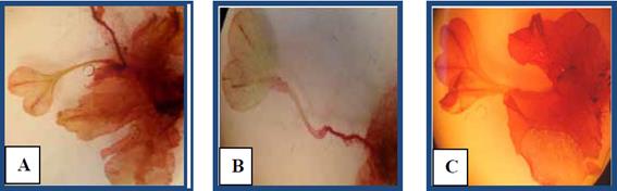 Espor&oacute;fito joven. A, espor&oacute;fito en musgo mostrando espor&oacute;fito joven y gamet&oacute;fito adulto (10X). B, detalle de la primofronde (10X). C, esporofito en maquique (10X).