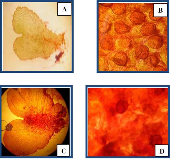 Gametofitos adultos en tierra de hoja. A, gamet&oacute;fito unisexual masculino (10X). B, anteridios (40X). C, gamet&oacute;fito unisexual femenino (10X). D, arquegonios inmaduros (40X).