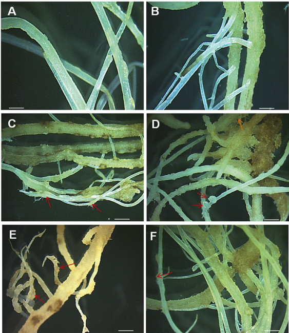 Plántulas de C. tenuiflora. (A) Raíces de plantas crecidas en medio de cultivo B5 (control), (B) Raíces de plantas crecidas en medio de cultivo SH (control), (C) Raíces de plantas crecidas en medio de cultivo B5 +catequina, (D) Raíces de plantas crecidas en medio de cultivo SH+catequina, (E) Raíces de plantas crecidas en medio de cultivo B5 + H2O2, (F) Raíces de plantas crecidas en medio de cultivo SH +H2O2. Las flechas indican la presencia de haustorios.