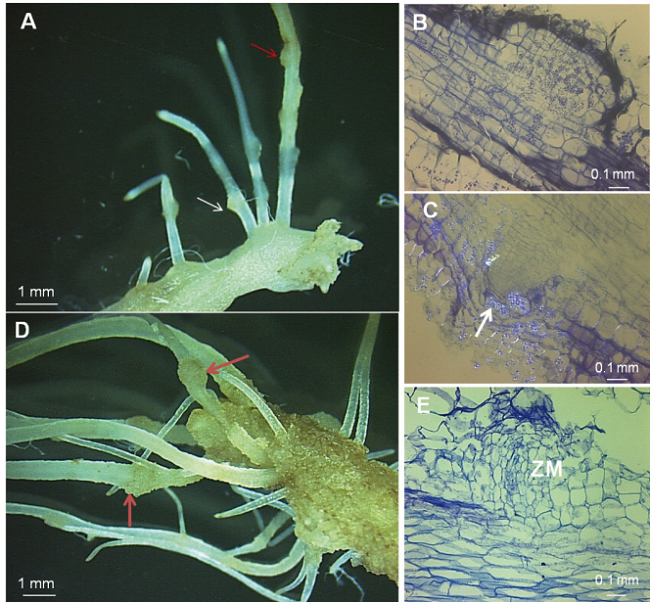 Raíces y haustorios de plántulas de C. tenuiflora. (A) Formación de raíces (flecha blanca) y desarrollo de haustorios (flecha roja). (B-C) Corte histológico de un haustorio de raíz teñido con cristal violeta, (D). Desarrollo de haustorios (flecha roja) en raíces (E) Corte histológico de una raíz con haustorio teñidos con cristal violeta, mostrando la formación de un haustorio y la zona meristemática (ZM). En B y E, tejidos que forman un haustorio, (a) Tejido dérmico, (b) tejido fundamental, (c) tejido vascular y (d) tejido vascular de raíz.