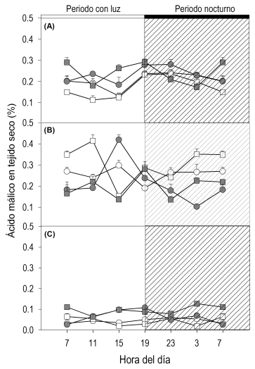 Acidez diurna y nocturna en clorénquima (cuadros) y parénquima (círculos) de plantas de 10 años de edad, en etapa vegetativa, de Ferocactus histrix con riego (símbolos vacíos) y después de 3 (A), 6 (B) y 12 (C) meses sin riego (símbolos grises).