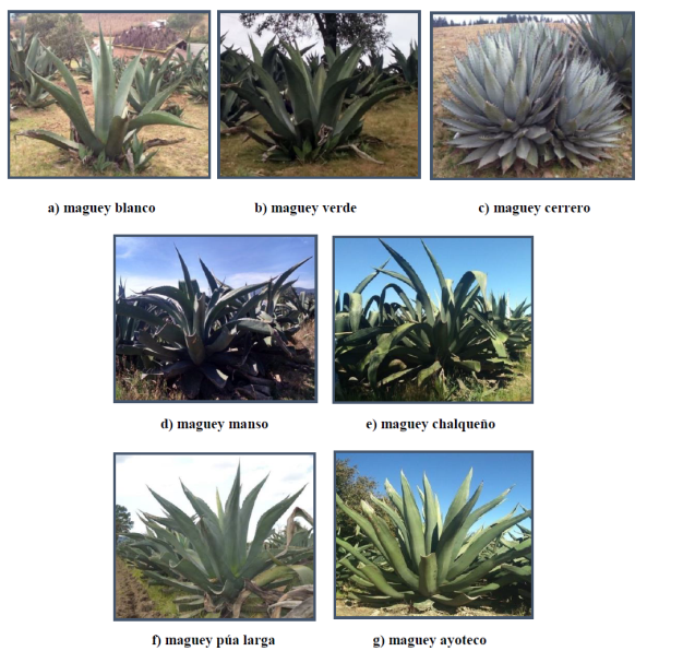 Tipos de maguey en la zona de estudio (a-g). Fuente: Mar&iacute;a del Carmen &Aacute;lvarez-Duarte, 2015-2016.