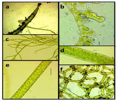 a. Compsopogon coeruleus, b. Gongrosira schmidlei, c. Stigeoclonium lubricum, d, e. Schizomeris leibleinii, f. Hydrodictyon reticulatum. Escala: a, b, c, d, 10 &micro;m; e, f, 100 &micro;m.