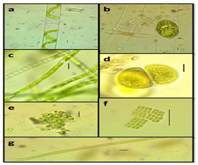 a, b, Spirogyra laxa, b: estructura reproductora., c. Klebsormidium flaccidum, d. Chroococcus turgidus e. Limnococcus limneticus, f. Merismopedia convoluta, g. Pseudanabaena limnetica. Escala: a, b, c, d, e, g, 10 &micro;m, f 100 &micro;m.