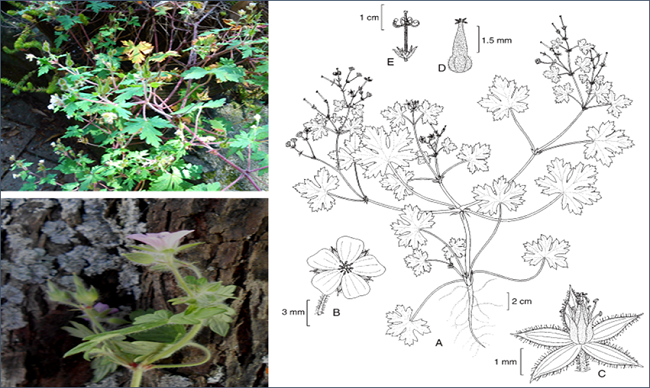 Geranium seemannii: aspecto general de la planta (izquierda-arriba), detalle de flores y frutos (izquierda-abajo); A. ilustraci&oacute;n del aspecto general de la planta; B. flor; C. flor desprovista de p&eacute;talos; D. gineceo (derecha) (Rzedowski, y Calder&oacute;n de Rzedowski, 1995, p. 31)