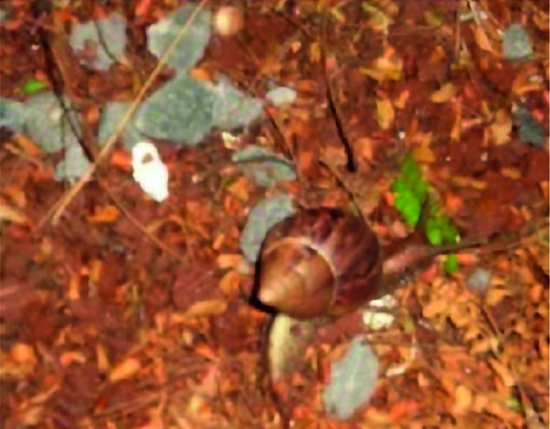 Achatina fulica