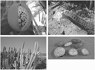 Fruto e flor de manacaru