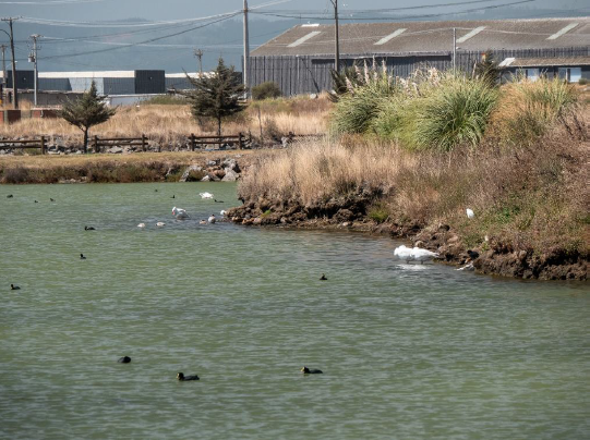 Humedal Rocuant &ndash; Andali&eacute;n (Laguna Redacamo - Talcahuano)