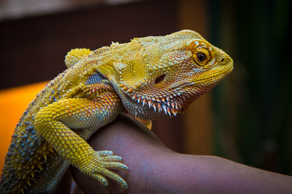 Uma iguana, nada sóbria, em seu disfarce natural