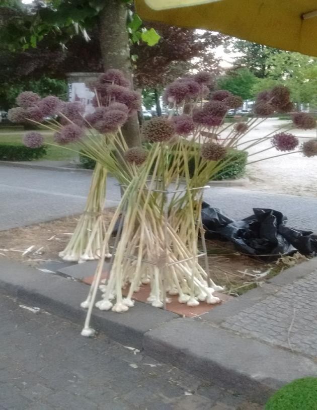 Alho poró a venda