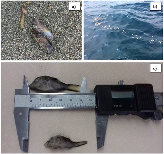 C. rostrata individuals found dead in a) the sand of Playa Gandoca (photo provided by Felix Morrison), b) in the water near Punta Uva, and c) collected in the water in Isla Quirib&iacute;, which were measured for total length in mm (Lt)