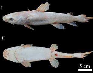 Vista lateral (I) y ventral (II) de una hembra madura deAriopsis felis con albinismo, capturada en el sureste del Golfo de México