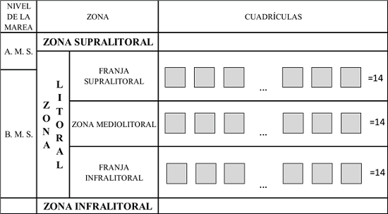 Esquema propuesto porParedes (1974), de la zona litoral y la ubicación de las cuadrículas perpendicularmente al mar en cada sitio de estudio. A. M. S.: Pleamar de sicigias, B. M. S.: Bajamar de Sicigias