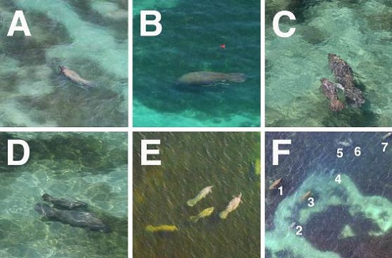 Fotos aéreas de manatíes antillanos durante los censos de helicóptero en la costa sur de Puerto Rico, detalla diferentes agrupaciones: A) animal solitario, B) animal con transmisor de satélite alimentándose en una pradera de yerba marina, C) pareja de madre/cría, D) pareja de madre/cría alimentándose en parcho de yerbas marinas, E) cuatro manatíes juntos sobre pradera de yerba marina, F) siete manatíes en una agregación ligera, incluye una madre con cría (números 5 y 6) sobre parcho de arena y pradera de yerba marina