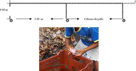 Dibujo de un palangre t&iacute;pico (arriba). Cesta en la que se transporta y amarre de la carnada (abajo)