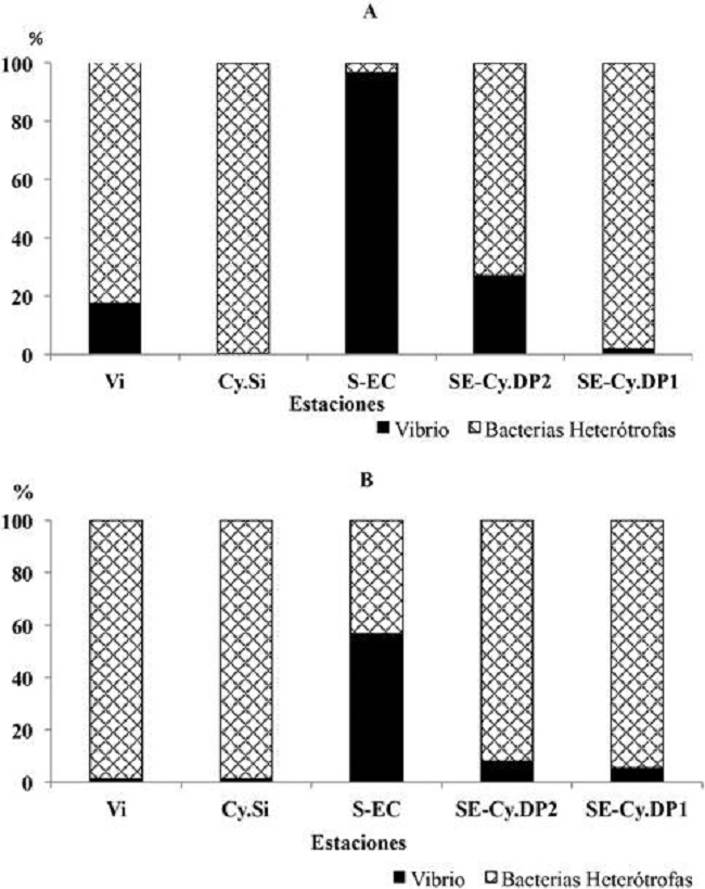 Contribución relativa de la concentración de vibrios al total de bacterias heterótrofas en las crestas arrecifales del golfo de Cazones. A: noviembre 2015, B: abril 2017