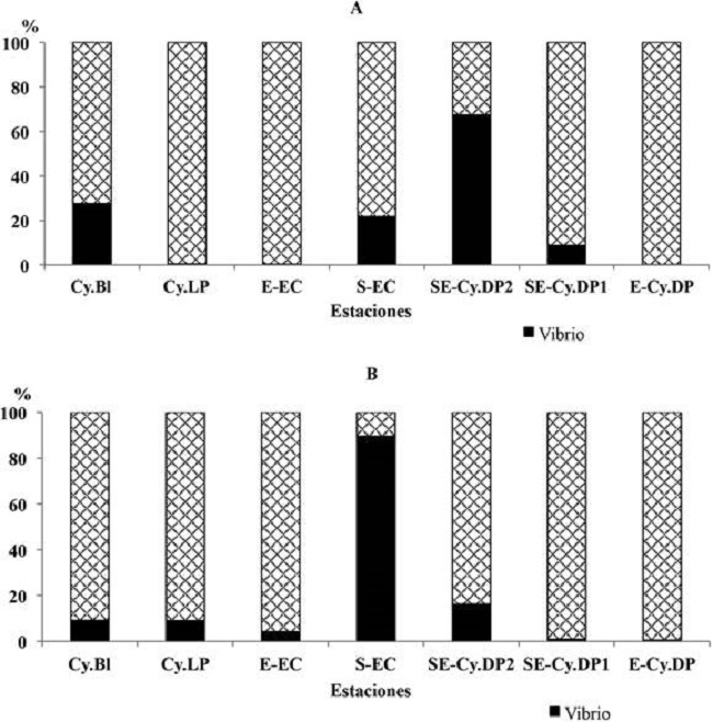 Contribución relativa de la concentración de vibrios al total de bacterias heterótrofas en los arrecifes frontales del golfo de Cazones. A: noviembre 2015, B: abril 2017